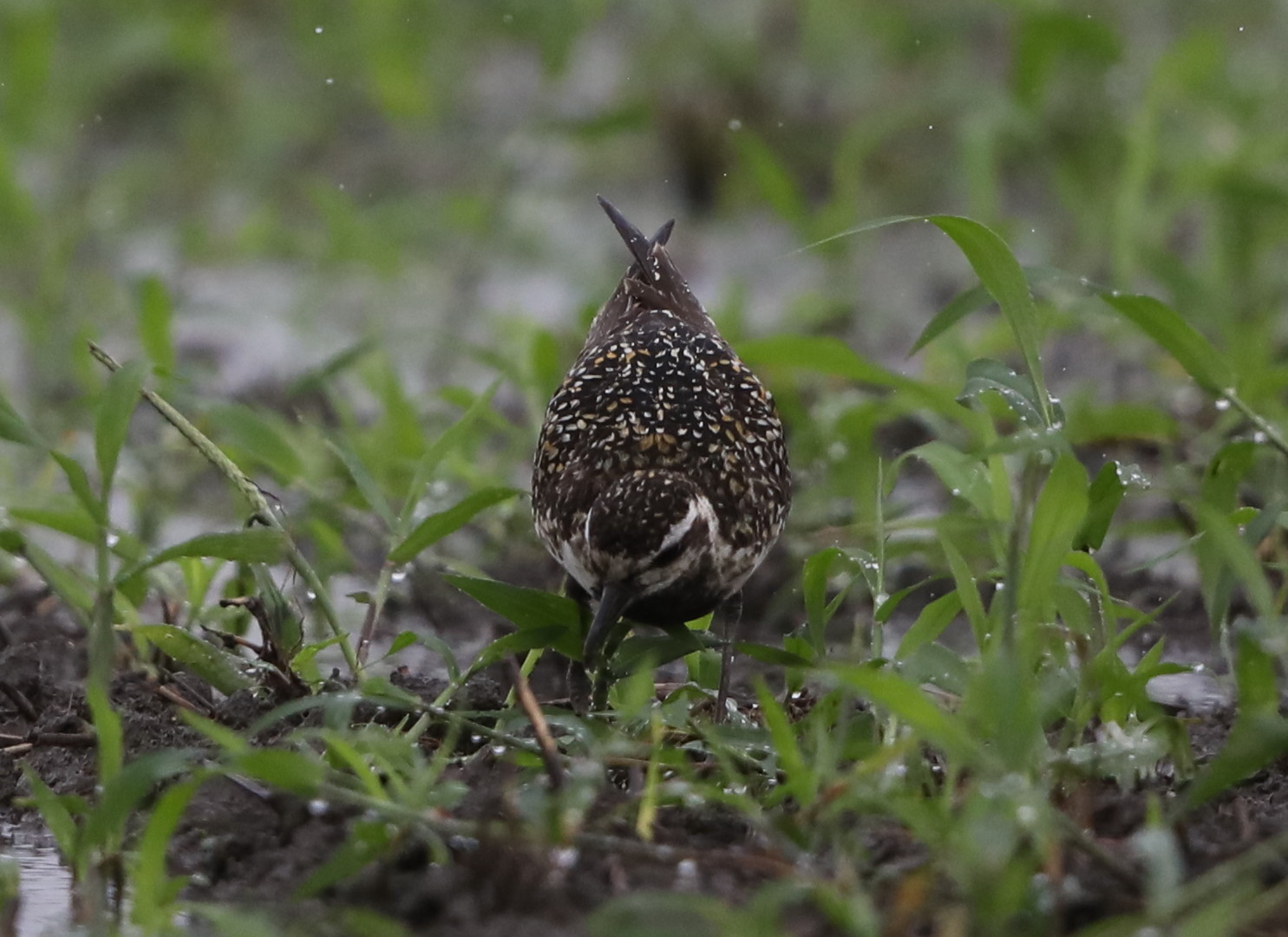 雨の中、休耕田でムナグロの群れに逢う_f0239515_16433348.jpg