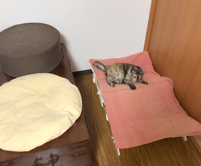賃貸ネコ暮らし 賃貸住宅でネコを室内飼いする工夫 賃貸ネコ暮らし 賃貸住宅でネコを室内飼いする工夫