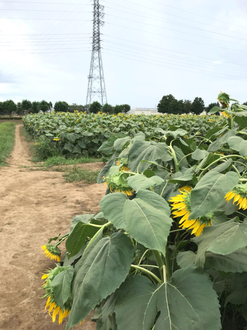 野木町：ひまわりフェスが終わっていて残念な自分と花_b0355217_14481764.jpg