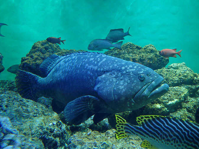 消えたタマカイ 葛西臨海水族園 続々 動物園ありマス
