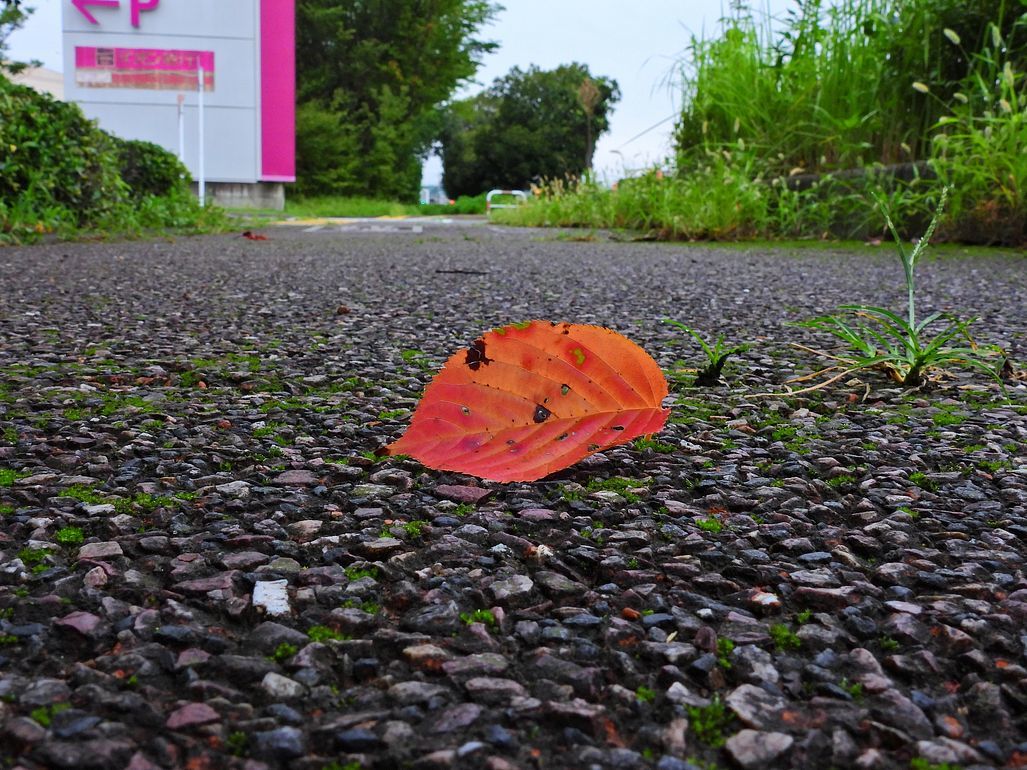 グズッてた雨が一段落　曇りの朝のサイクリング　紅葉した落ち葉　モミジバフウの蛙手♪_a0031821_10332827.jpg