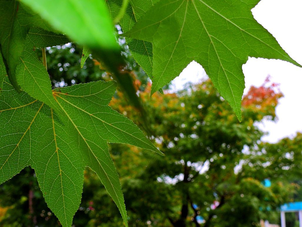 グズッてた雨が一段落　曇りの朝のサイクリング　紅葉した落ち葉　モミジバフウの蛙手♪_a0031821_10502513.jpg