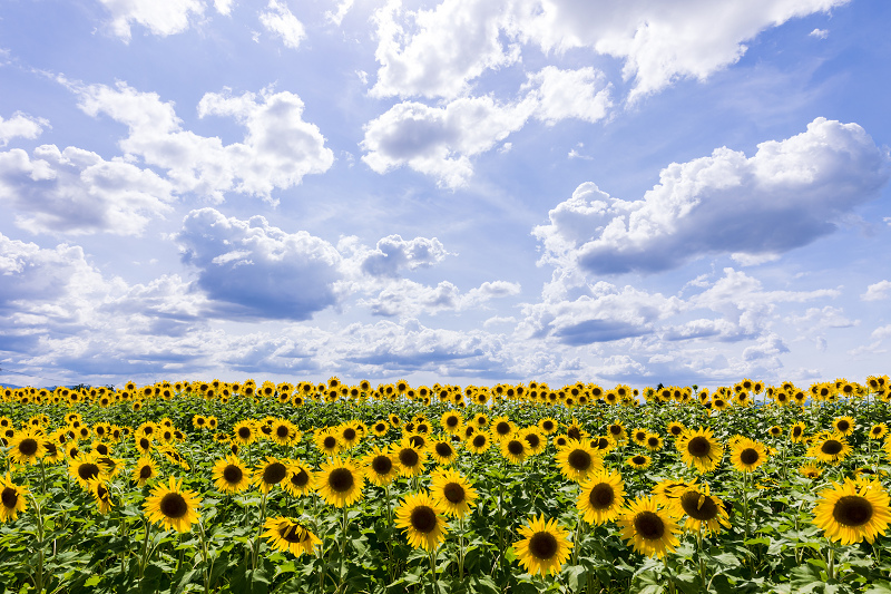 21夏の花畑 ひまわり畑 天理市 花景色 K W C Photoblog
