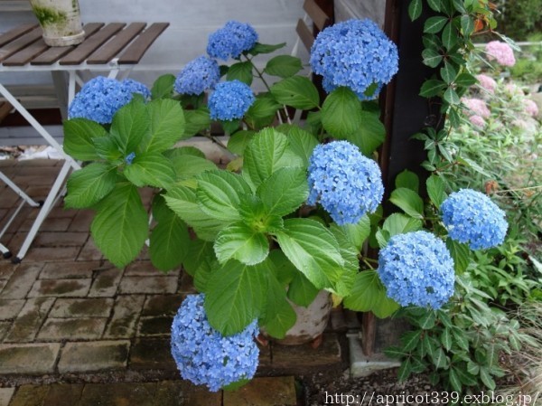 紫陽花てまりてまりの色の変化 シンプルで心地いい暮らし