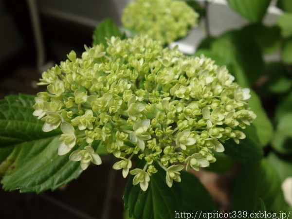 紫陽花てまりてまりの色の変化 : シンプルで心地いい暮らし 紫陽花てまりてまりの色の変化 : シンプルで心地いい暮らし