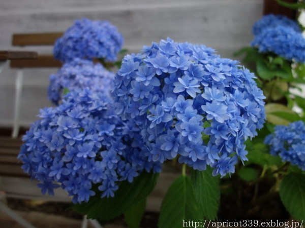 紫陽花てまりてまりの色の変化 シンプルで心地いい暮らし