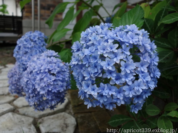 紫陽花てまりてまりの色の変化 : シンプルで心地いい暮らし 紫陽花てまりてまりの色の変化 : シンプルで心地いい暮らし