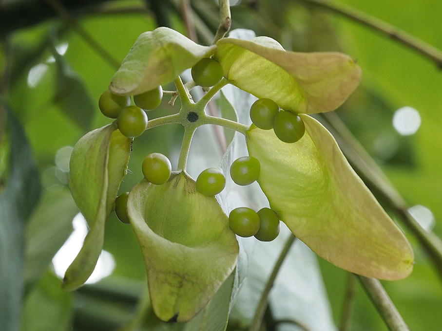 アオギリの花から果実 その1 自然観察大学ブログ