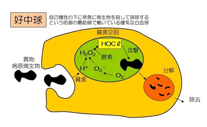 【永久保存版】嘘はげ一番！「知らぬが仏の効用！」→普通に飲んで食って寝ていれば、コロナもワクチンも撃退可能だった！？_a0386130_09280533.jpg