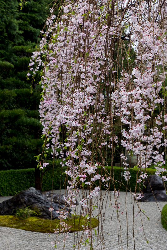 2021桜咲く京都　退蔵院の枝垂れ桜_f0155048_22561278.jpg