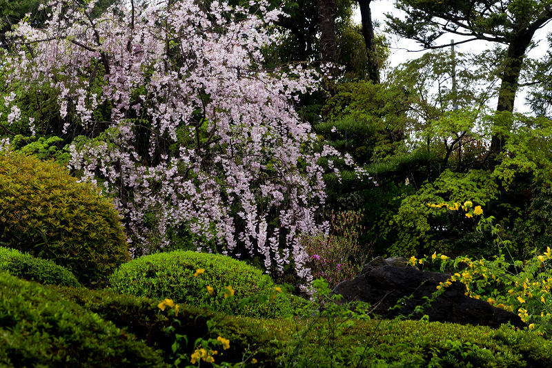 2021桜咲く京都　退蔵院の枝垂れ桜_f0155048_22573691.jpg