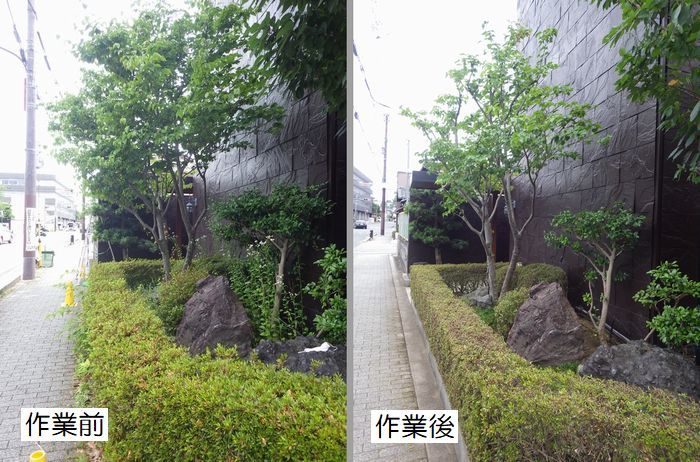 ヤマボウシの剪定 京都市庭木剪定 庭 佳niwaka 庭木1本からの植木屋