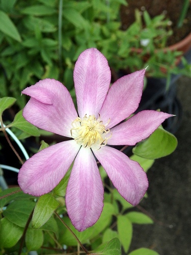 花のある生活 クレマチス 花のある生活 クレマチス