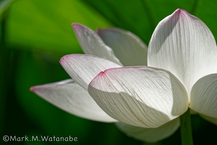 辻ヶ峰のハス-白蓮華_e0135098_11462717.jpg