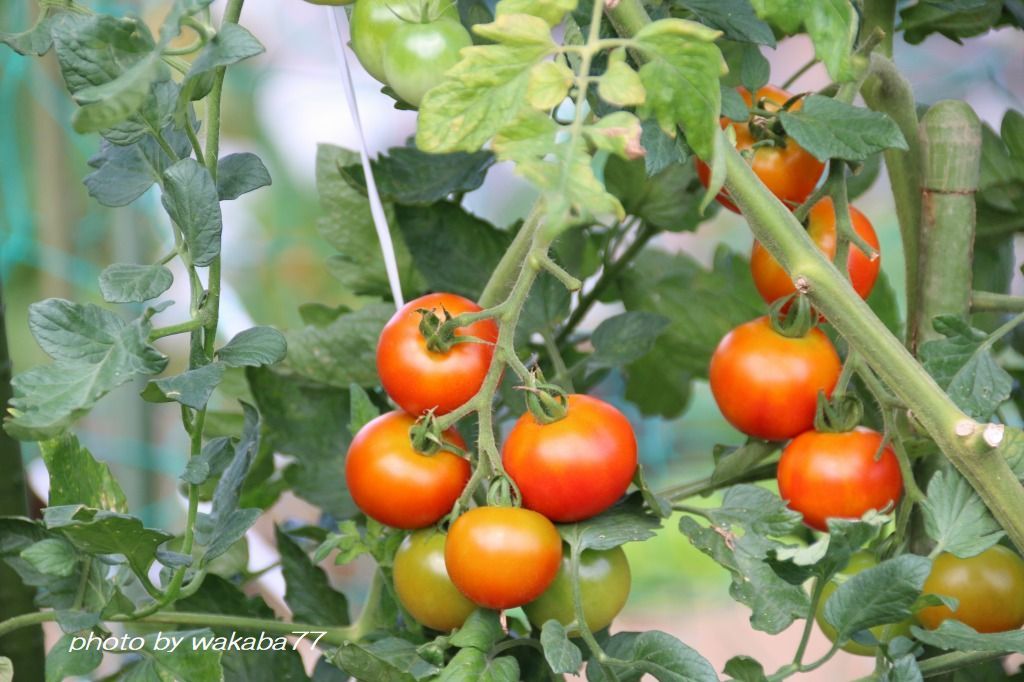 トマトで口腔アレルギ が出た 自然のキャンバス