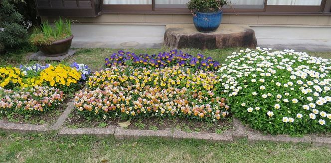 21年8月19日 春花壇の想い出 今日の風に吹かれましょう