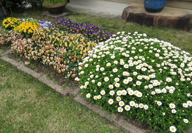 21年8月19日 春花壇の想い出 今日の風に吹かれましょう
