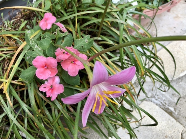 【ため口が原因でアシッドアタック?】おい、花森_b0009849_13142941.jpeg