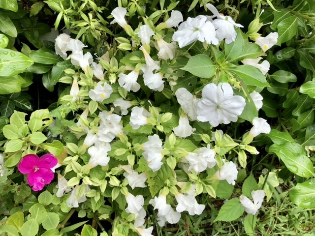 【ため口が原因でアシッドアタック?】おい、花森_b0009849_13144664.jpeg