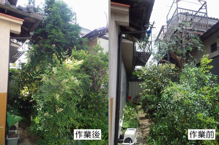 ヒノキの剪定 : 京都市庭木剪定 ~ 庭 佳niwaka ~ 庭木1本から ヒノキの剪定 : 京都市庭木剪定 ~ 庭 佳niwaka ~ 庭木1本から