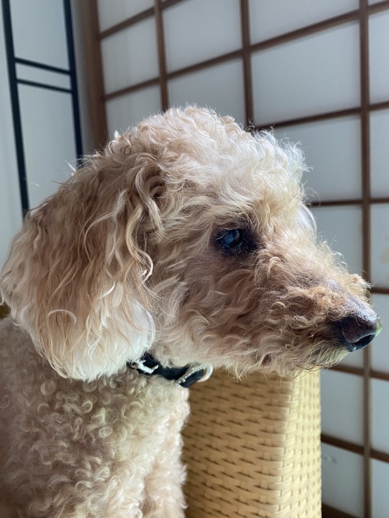2021年8月18日　末盛さんの本を買った_b0098584_21361514.jpeg