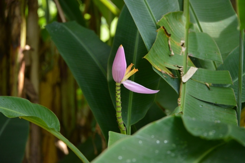 バナナの花の本当の姿 写真でイスラーム