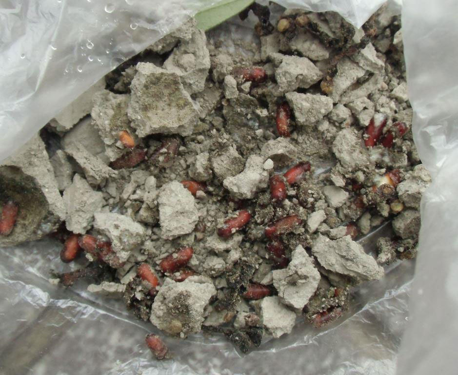 何の虫の卵なのか見当がつきません : 昆虫ブログ むし探検広場