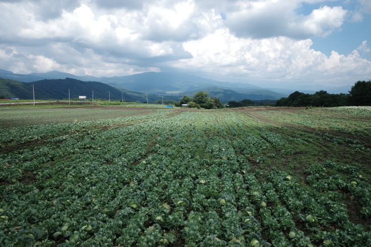 LUOMU（ルオムの森）キコリピッツァ  群馬県吾妻郡長野原町北軽井沢/ピッツア はちみつ 本屋 ネイチャーワークショップ ~ ブロンプトンと夏の長野県へ その14 _a0287336_17231010.jpg