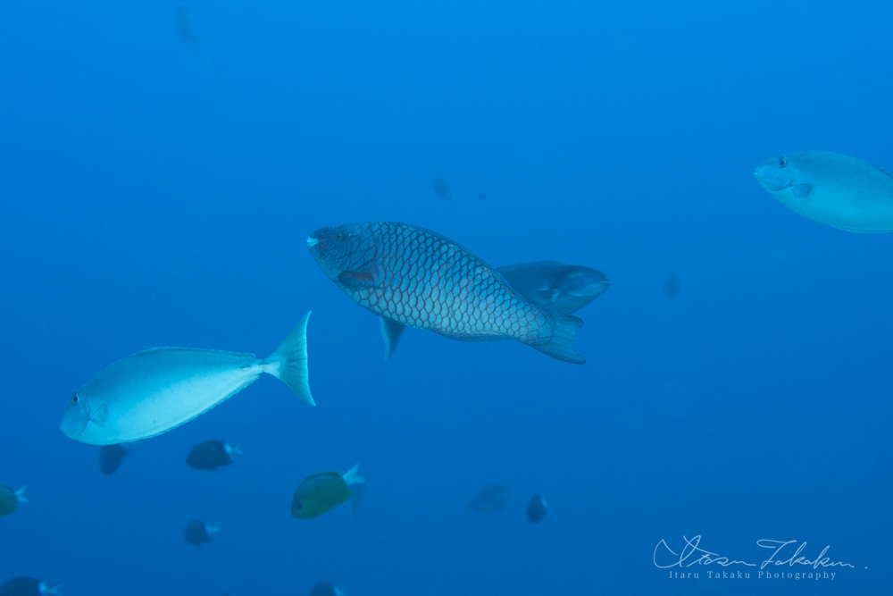 屋久島初の!?アカブダイ!!!_b0186442_23205029.jpg