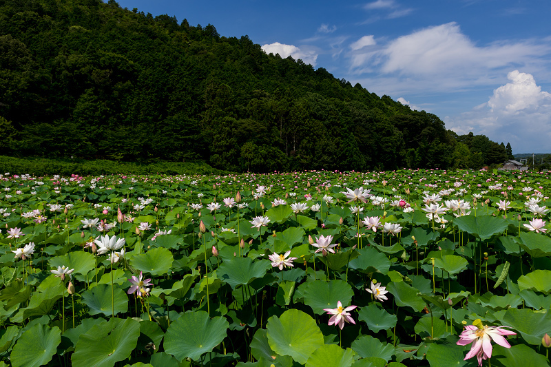 2021夏の花畑　あいのたにロータスプロジェクト（長浜市）_f0155048_11360104.jpg