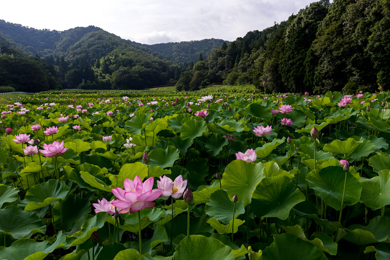 2021夏の花畑　あいのたにロータスプロジェクト（長浜市）_f0155048_11361665.jpg