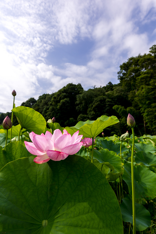 2021夏の花畑　あいのたにロータスプロジェクト（長浜市）_f0155048_11363716.jpg