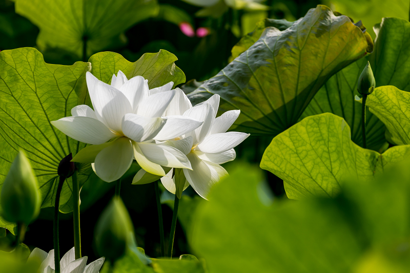 2021夏の花畑　あいのたにロータスプロジェクト（長浜市）_f0155048_11364492.jpg