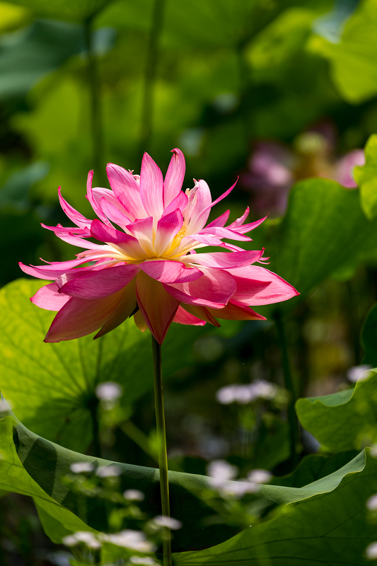 2021夏の花畑　あいのたにロータスプロジェクト（長浜市）_f0155048_11364652.jpg