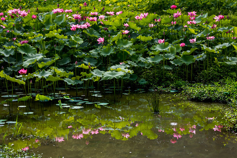 2021夏の花畑　あいのたにロータスプロジェクト（長浜市）_f0155048_11365057.jpg