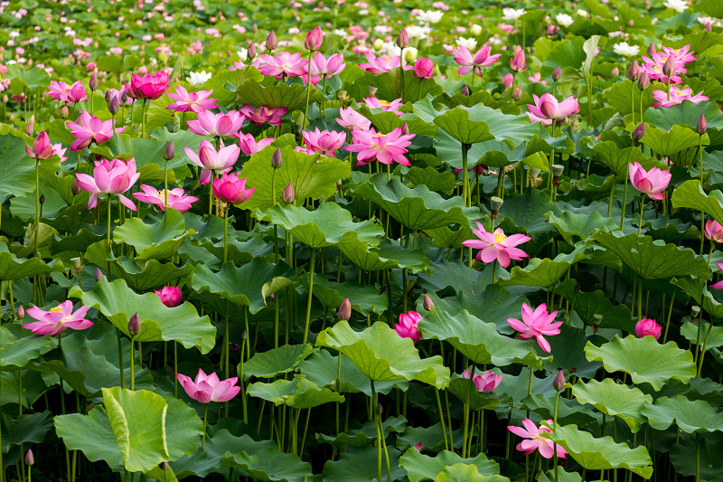 2021夏の花畑　あいのたにロータスプロジェクト（長浜市）_f0155048_11365783.jpg