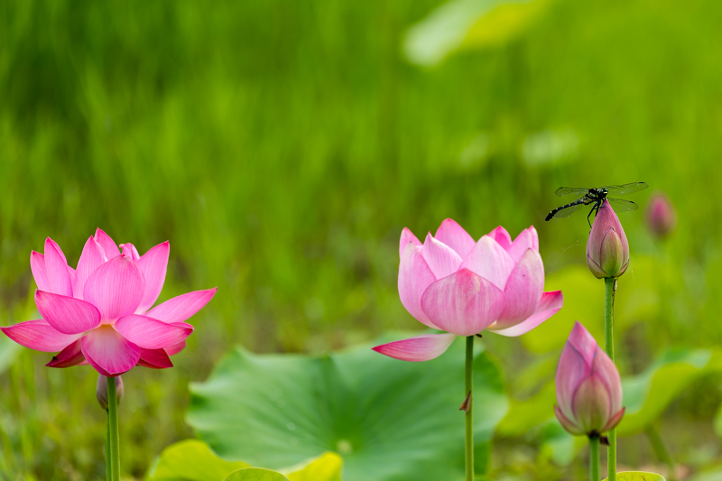 2021夏の花畑　あいのたにロータスプロジェクト（長浜市）_f0155048_11370970.jpg