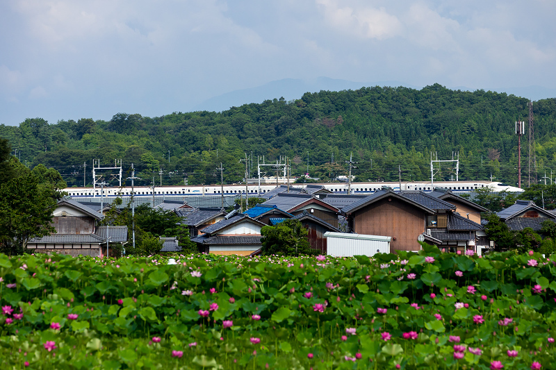 2021夏の花畑　あいのたにロータスプロジェクト（長浜市）_f0155048_11374586.jpg