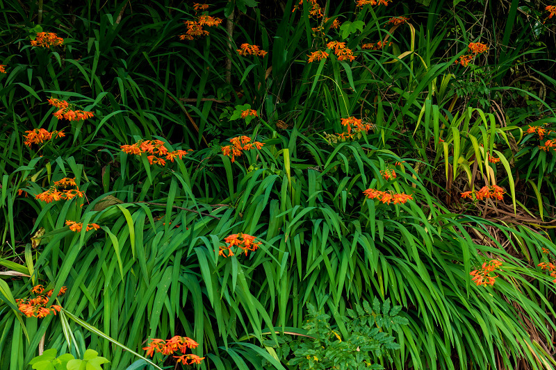 2021夏の花畑　あいのたにロータスプロジェクト（長浜市）_f0155048_11381584.jpg