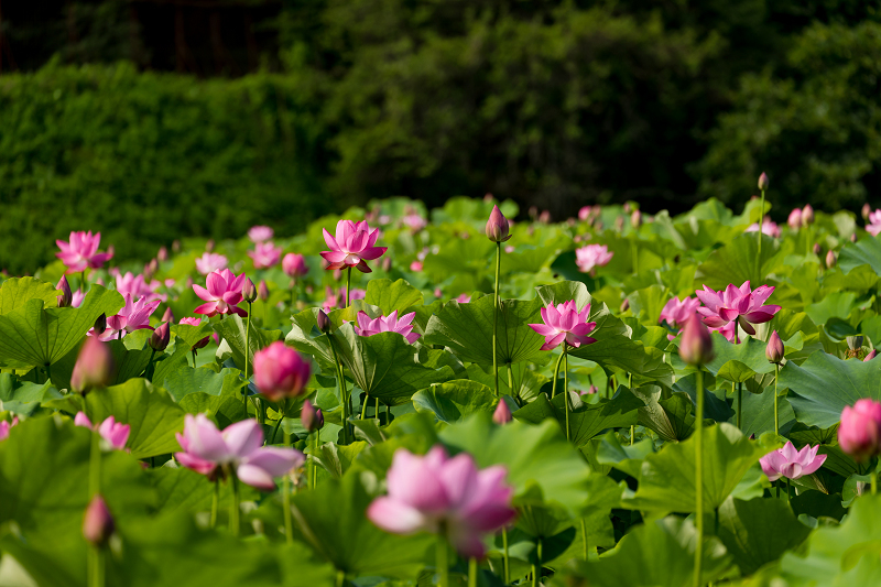 2021夏の花畑　あいのたにロータスプロジェクト（長浜市）_f0155048_11383612.jpg