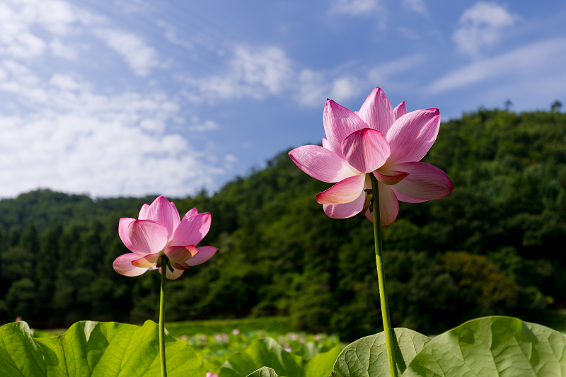 2021夏の花畑　あいのたにロータスプロジェクト（長浜市）_f0155048_11384059.jpg