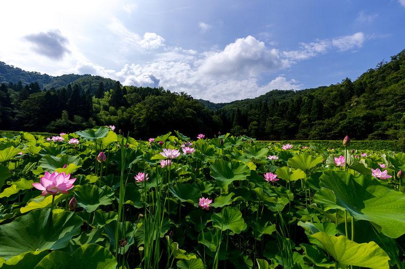 2021夏の花畑　あいのたにロータスプロジェクト（長浜市）_f0155048_11385309.jpg