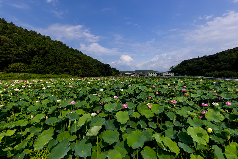 2021夏の花畑　あいのたにロータスプロジェクト（長浜市）_f0155048_11385654.jpg