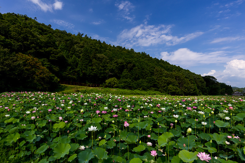 2021夏の花畑　あいのたにロータスプロジェクト（長浜市）_f0155048_11391806.jpg