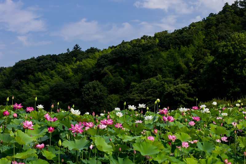 2021夏の花畑　あいのたにロータスプロジェクト（長浜市）_f0155048_11392351.jpg