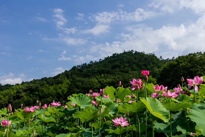 2021夏の花畑　あいのたにロータスプロジェクト（長浜市）_f0155048_11394245.jpg