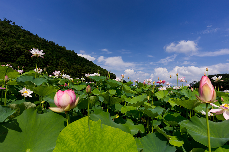 2021夏の花畑　あいのたにロータスプロジェクト（長浜市）_f0155048_11394983.jpg