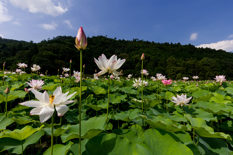 2021夏の花畑　あいのたにロータスプロジェクト（長浜市）_f0155048_11395527.jpg