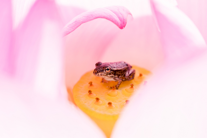 2021夏の花畑　あいのたにロータスプロジェクト（長浜市）_f0155048_11402540.jpg