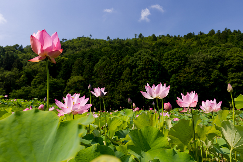 2021夏の花畑　あいのたにロータスプロジェクト（長浜市）_f0155048_11403138.jpg